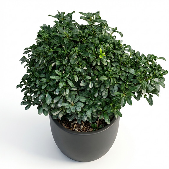 Heptapleurum arboricola