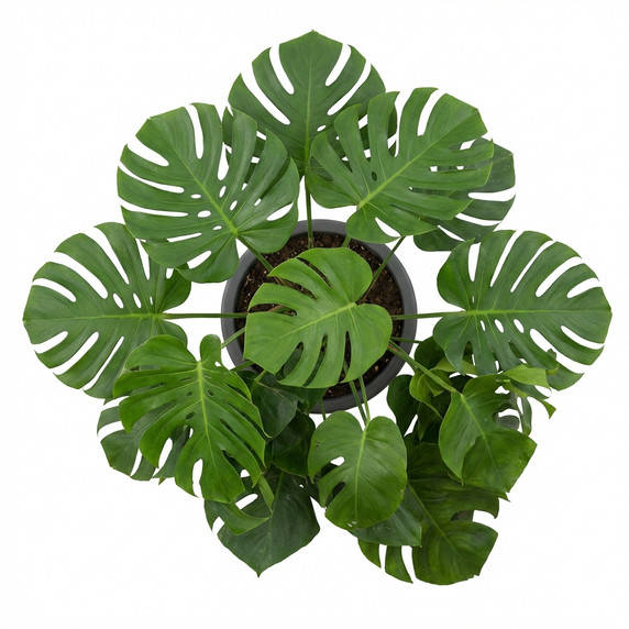 Dieffenbachia seguine