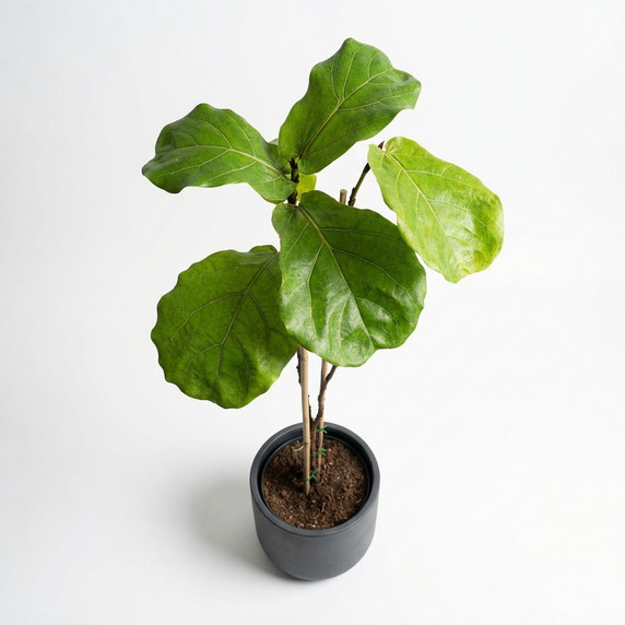 Ficus lyrata