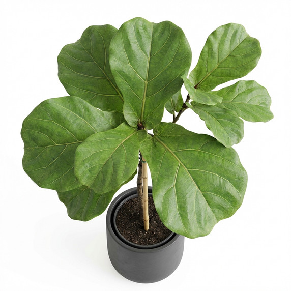 Ficus lyrata