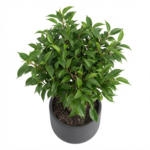 Ficus benjamina
