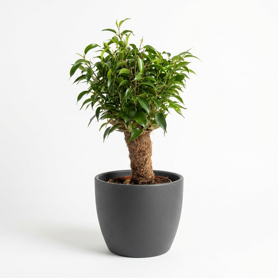 Ficus benjamina