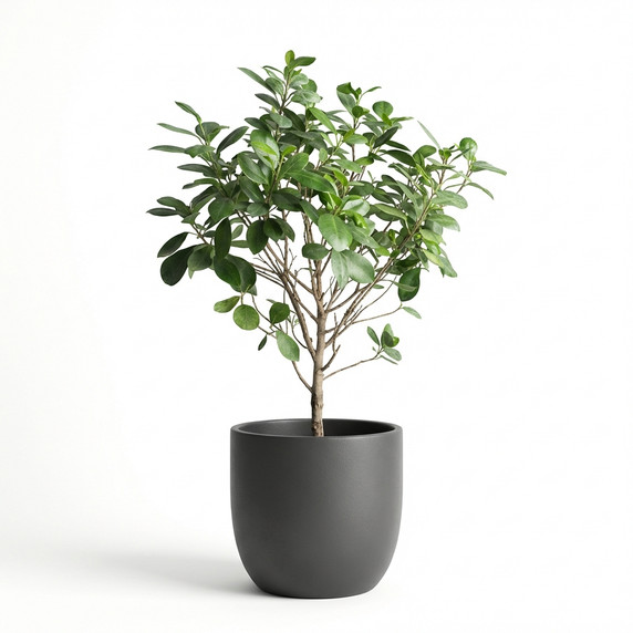 Ficus benjamina
