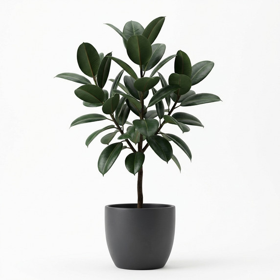 Agave victoriae-reginae