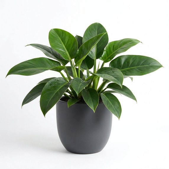 Philodendron tatei