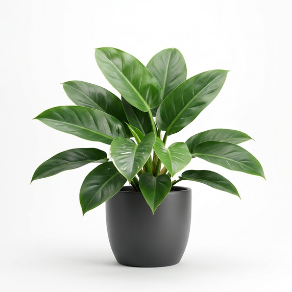 Philodendron tatei