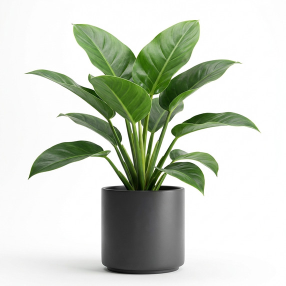 Philodendron tatei