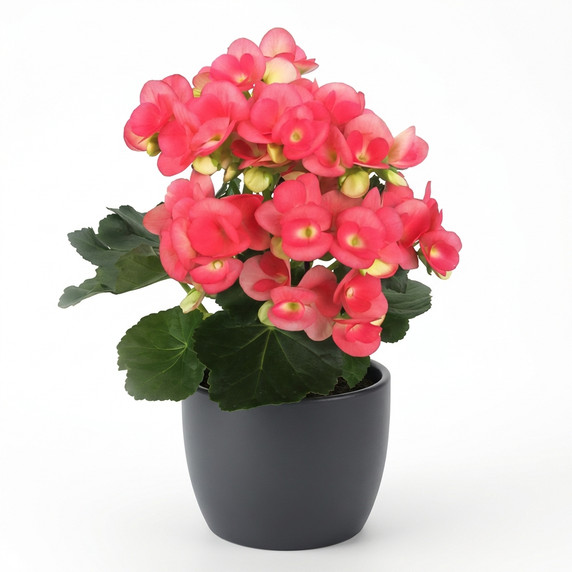 Begonia × hiemalis 'Elatior Group (Rieger Begonia)'