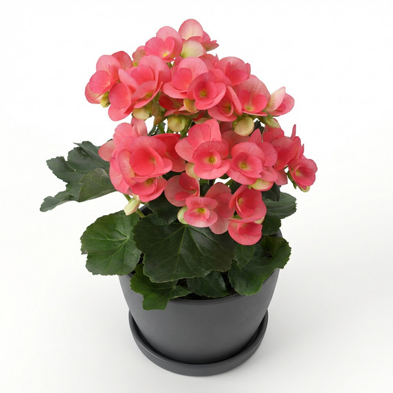 Begonia × hiemalis 'Elatior Group (Rieger Begonia)'