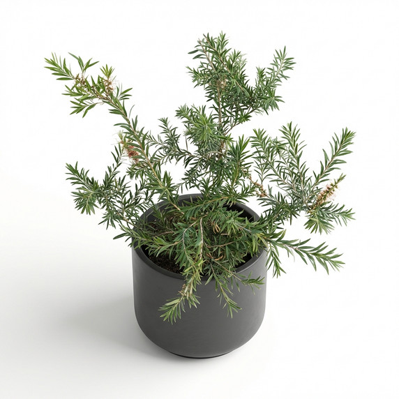 Melaleuca alternifolia