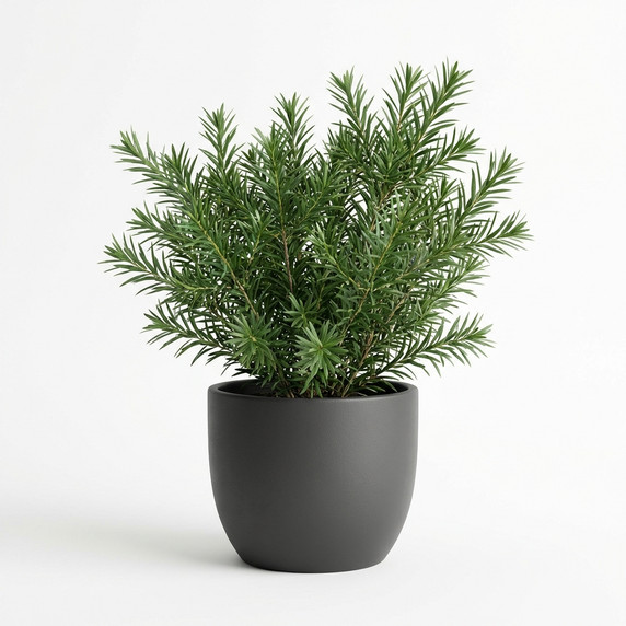 Melaleuca alternifolia