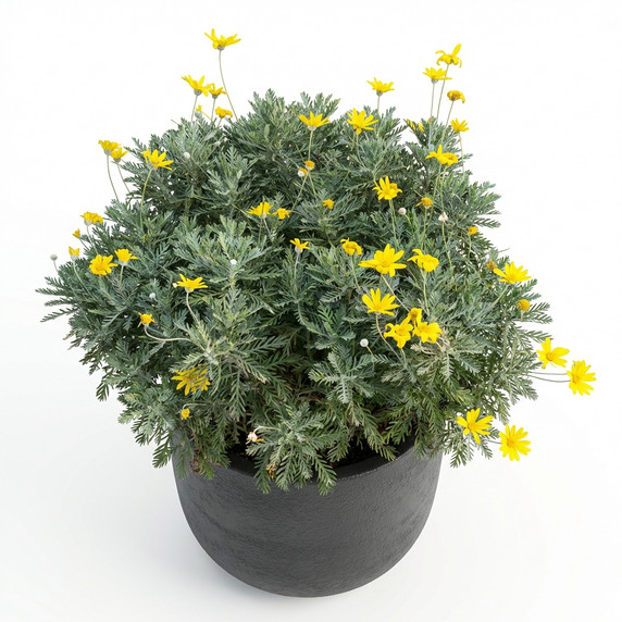 Euryops pectinatus