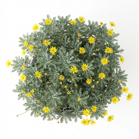Euryops pectinatus