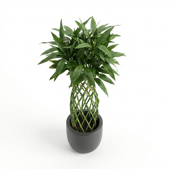 Dracaena sanderiana 'Braided/Clipped Canes'