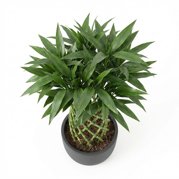 Dracaena sanderiana 'Braided/Clipped Canes'