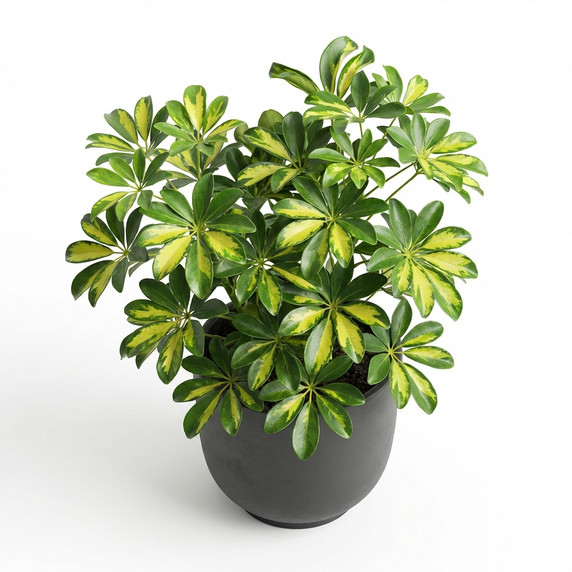 Gymnocalycium mihanovichii