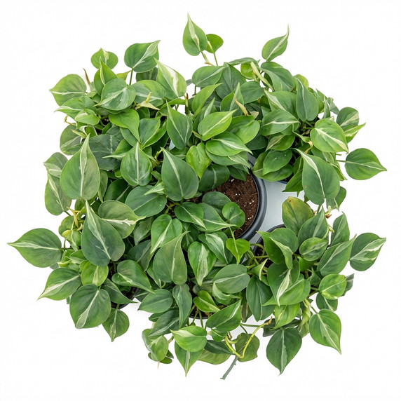 Philodendron hederaceum