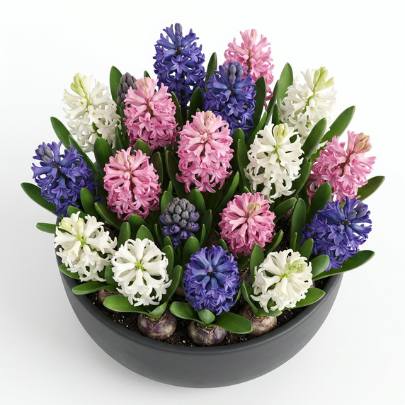 Hyacinthus orientalis