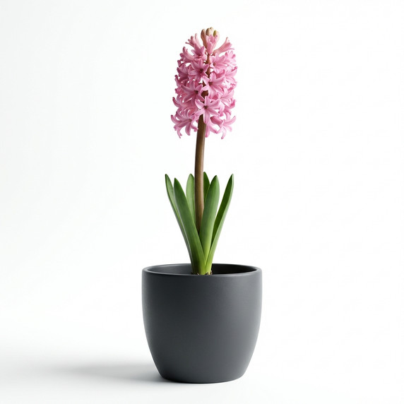 Hyacinthus orientalis