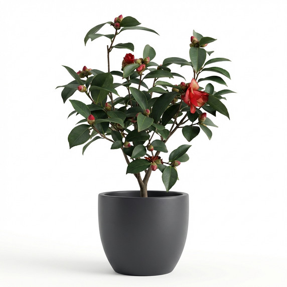 Camellia japonica