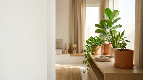 What Indoor Plants Actually Need to Survive in Real Homes in Iraq Homes