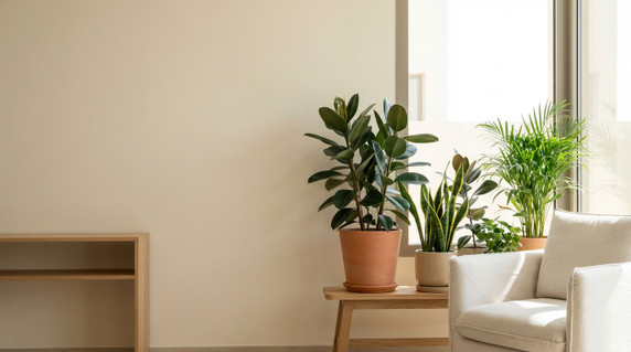 How to Save a Dying Indoor Plant Step by Step in Iraq Homes