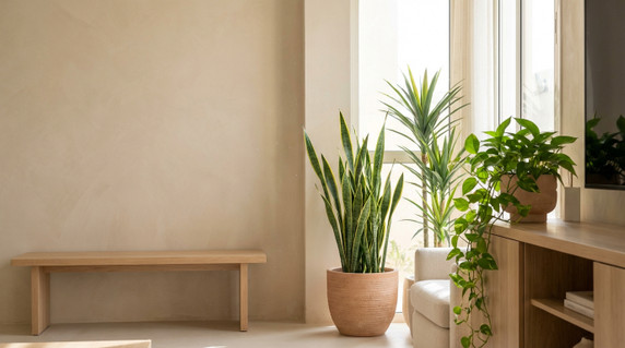 Best Indoor Plants for Apartments with Limited Light in Iraq Homes