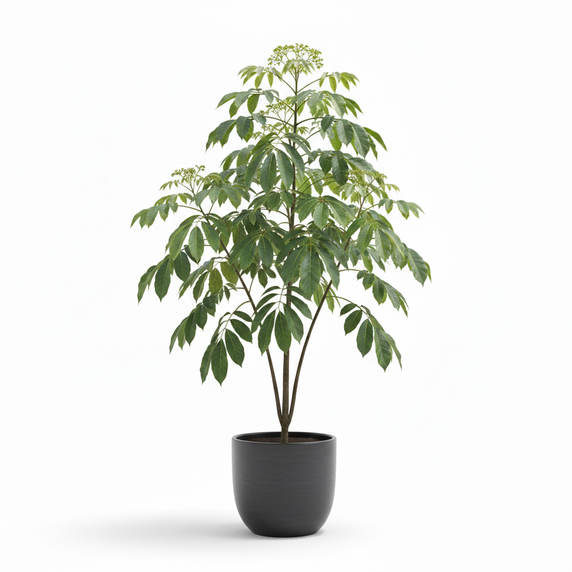 Schefflera pueckleri