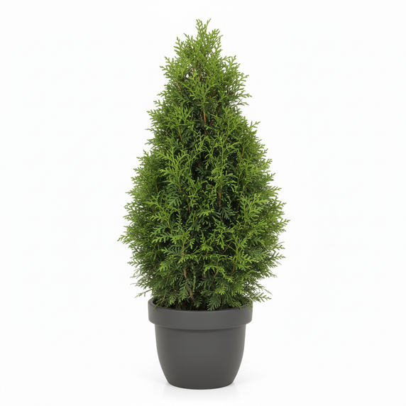 Thuja occidentalis