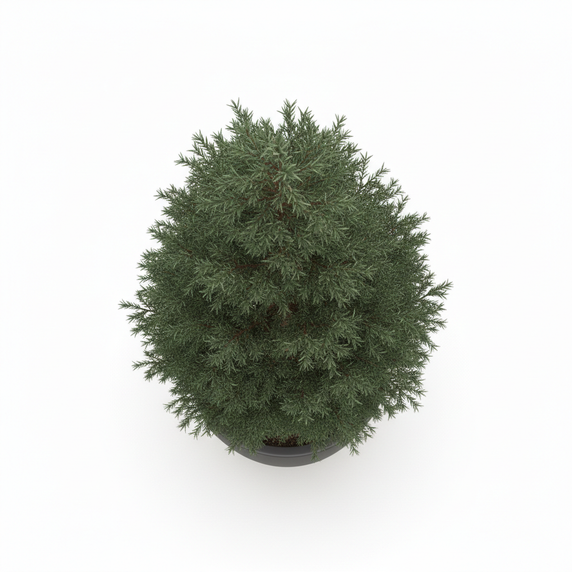 Juniperus chinensis