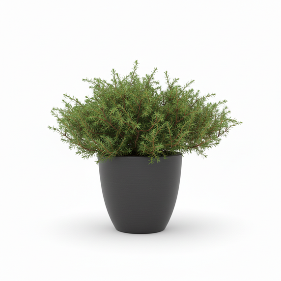 Juniperus procumbens