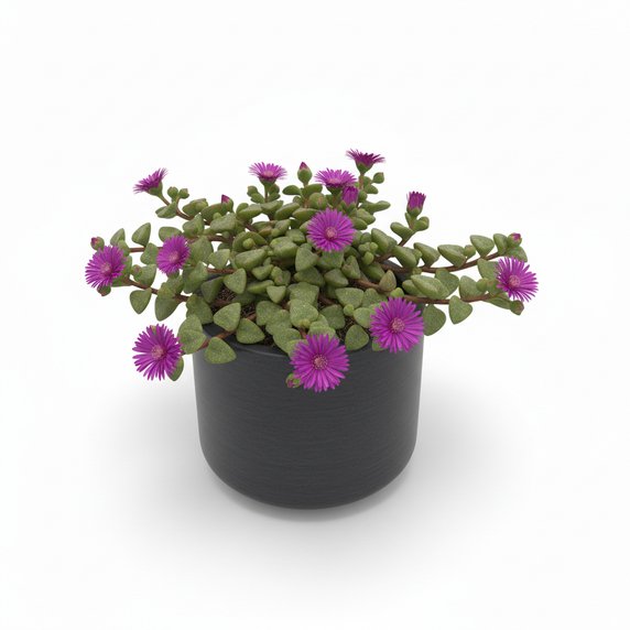 Mesembryanthemum cordifolium