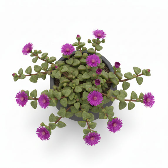 Mesembryanthemum cordifolium