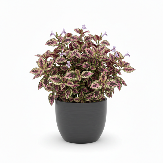 Hypoestes phyllostachya