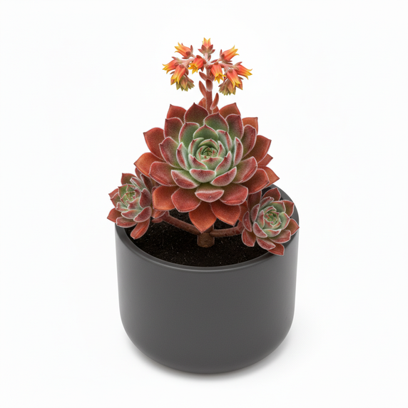Echeveria pulvinata