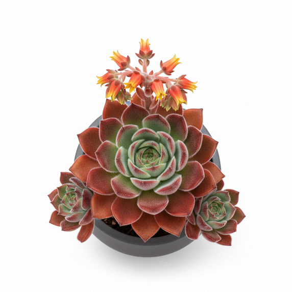 Echeveria pulvinata