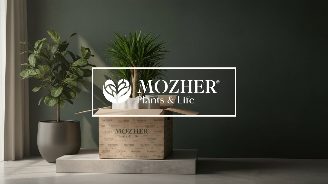 A premium brand image for Mozher&rsquo;s Delivery Information page featuring a healthy plant arriving in protective packaging, presented in a calm, refined interior with the Mozher logo framed by a subtle white outline.