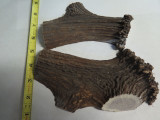 USA 6.3 x 3.2 ELK STAG ANTLER SCALE SLAB KNIFE MAKING HANDLE GRIP BLANK PAIR