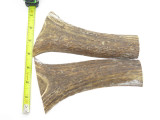 USA 6.43 x 1.81 ELK STAG ANTLER KNIFE MAKING HANDLE SCALE PISTOL GRIP BLANK SLAB