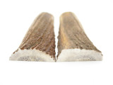 USA 5.9 x .87 ELK STAG ANTLER KNIFE MAKING HANDLE SCALE PISTOL GRIP BLANK SLAB