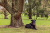 PET TETHERING LEASH SYSTEM