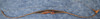 ORCA BEIER 62" RECURVED BOW - C52152