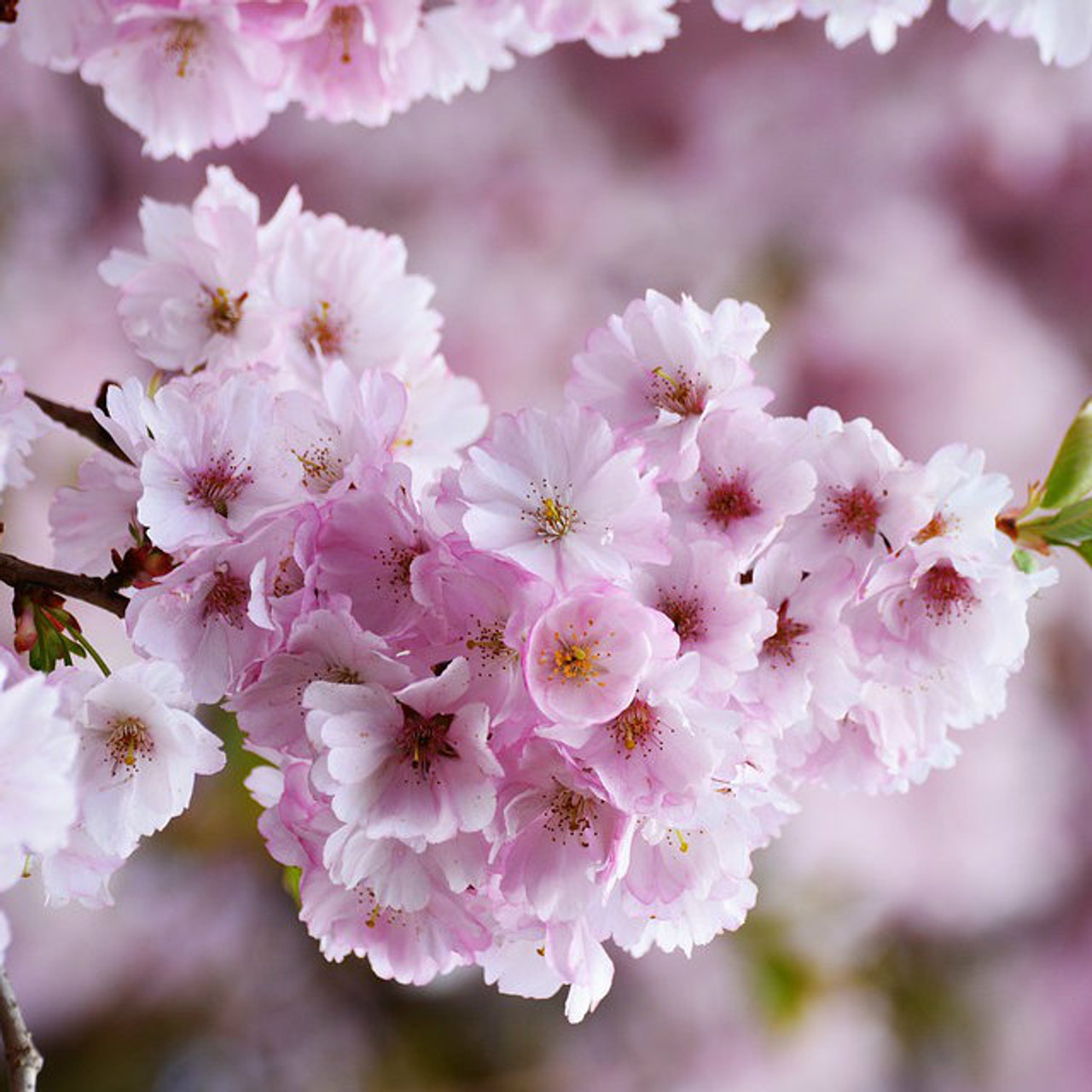 Japanese Cherry Blossom Body Fragrance Oil Candle Soap Bath Bomb