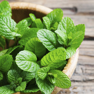 peppermint essential oil 