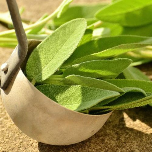 Sage & Sandalwood Fragrance Oil