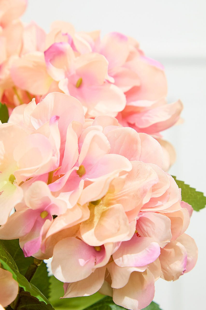 Peach Coloured Hydrangea