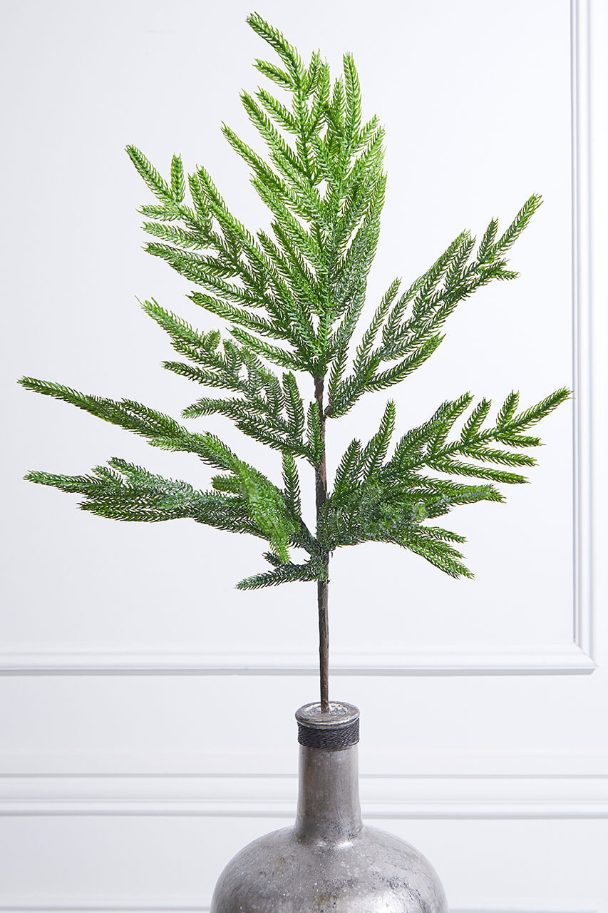 30 Iced Garden Norfolk Pine