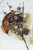 LED Pinecone Branch Flat Lay