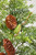 26" Christmas Pine Cone Spray - Close Up