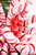 24" Chenille Candy Blossom Spray - Red/Pink/White Close Up